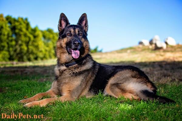 6 of the Easiest Dog Breeds to Train