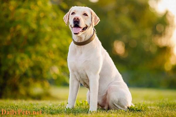 6 of the Easiest Dog Breeds to Train