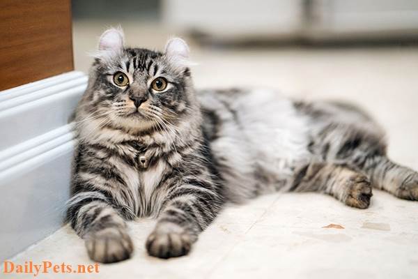 American Curl Cat breed - Origin, Characteristic, Personality, Care