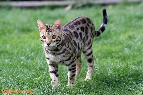 Bengal Cat breed - Origin, Characteristic, Personality, Care