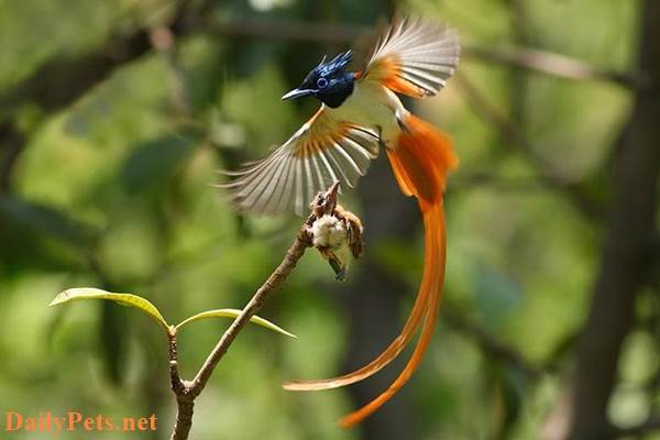 Birds of Paradise nest on tree branches.