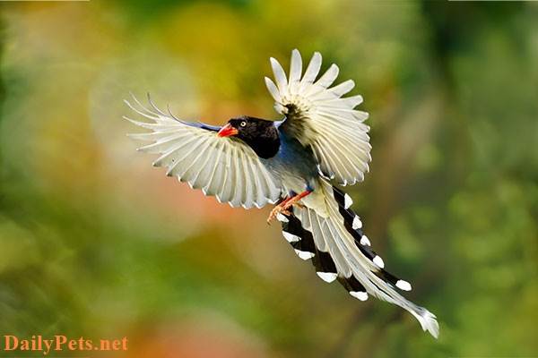 Birds of paradise perform incredibly beautiful dances.