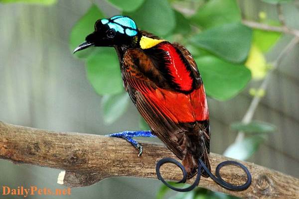 Birds of Paradise have very beautiful colors.