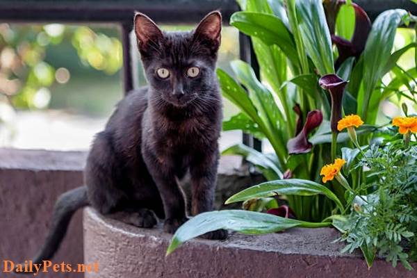Bombay Cat breed - Origin, Characteristic, Personality, Care