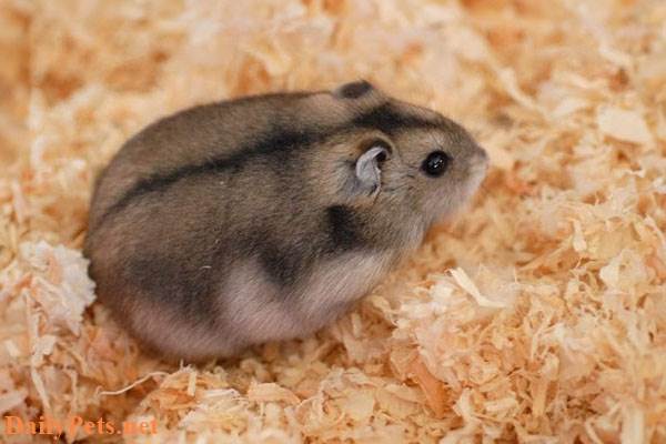 Campbell hamster.