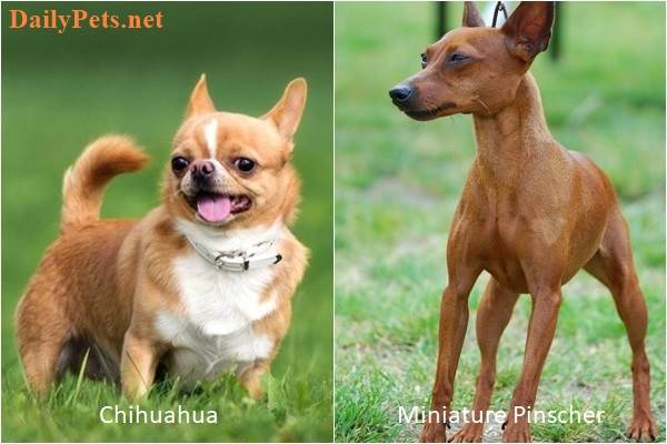 Chihuahua and Miniature Pinscher.