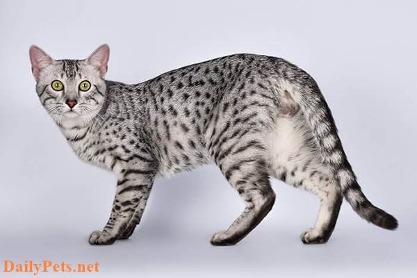 Egyptian Mau Cat.