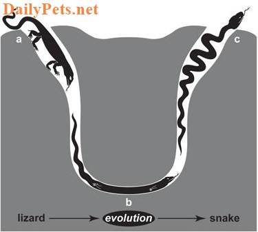 Evolution of snakes
