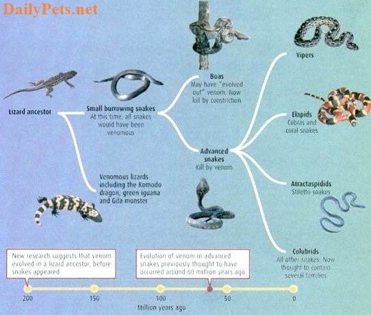 The evolution of venom in snakes.