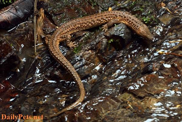 Earless Monitor Lizard – (Lanthanotus borneensis).