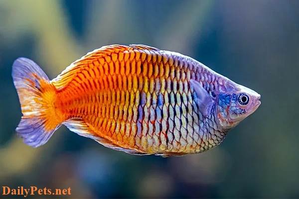 Boesemani Rainbowfish.