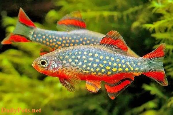 Galaxy Rasbora fish.