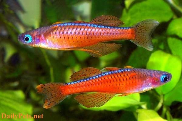 Male and female Red Neon Rainbowfish