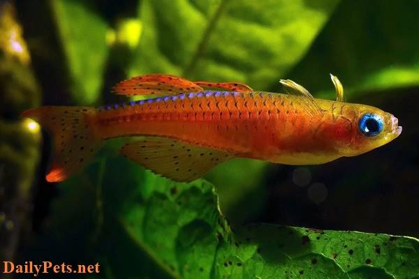 Red Neon Rainbowfish.