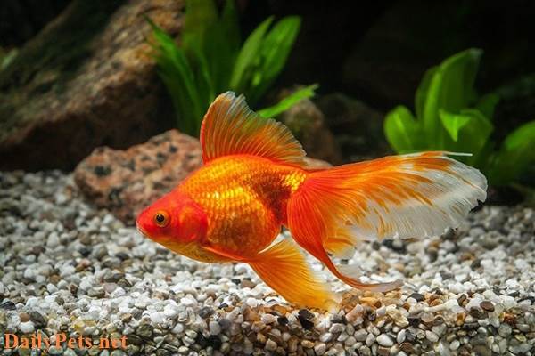 Ryukin Goldfish.