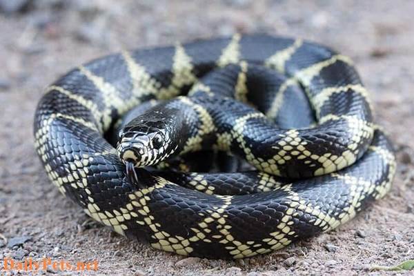 Desert King Snake.