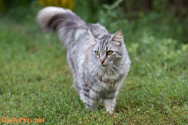 Maine Coon Cat breed - Origin, Characteristic, Personality, Care