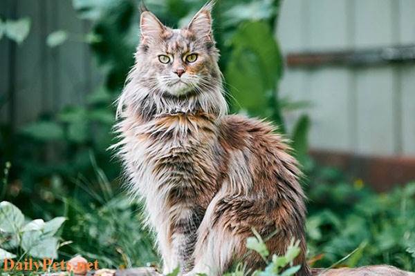 Maine Coon cat – American long-haired cat.