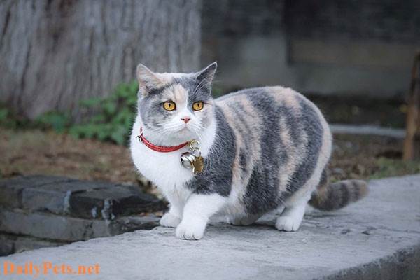 Munchkin Cat breed - Origin, Characteristic, Personality, Care