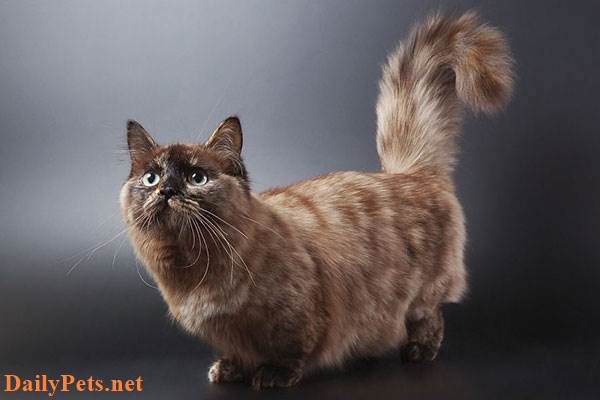 Munchkin Cat breed - Origin, Characteristic, Personality, Care