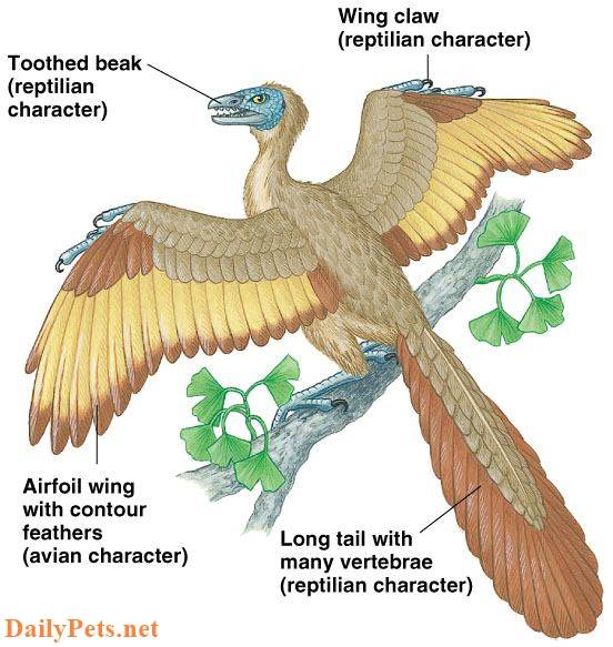 The origin and evolution of birds (Aves)