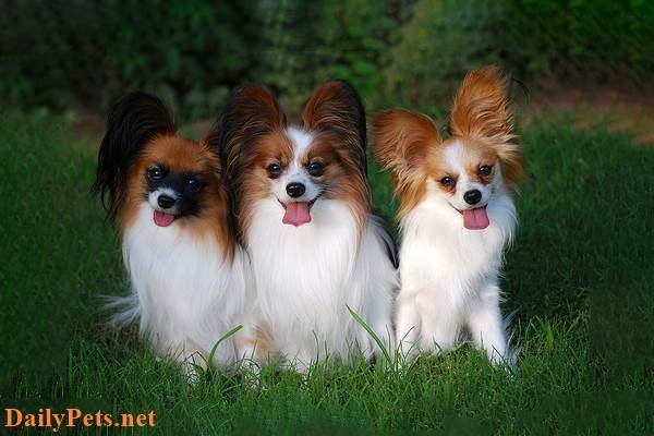Papillon dog (Butterfly dog) breed - Origin, Characteristic, Personality, Care
