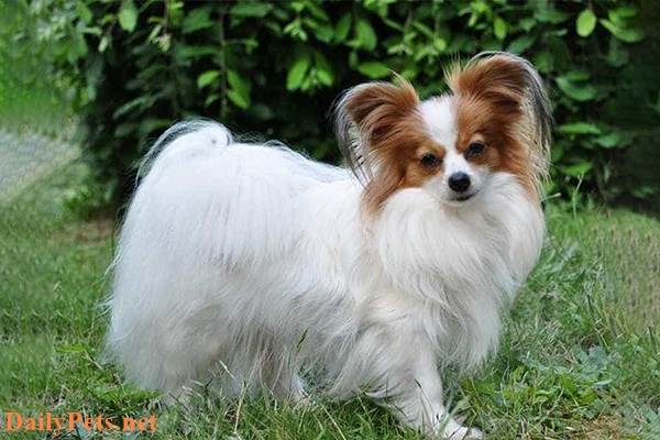The Papillon is also known as the butterfly dog.