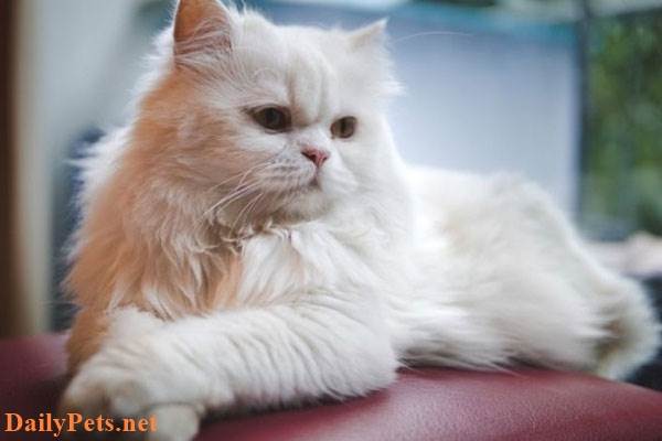 You should adopt a Persian cat.