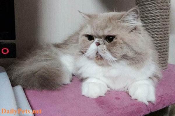Purebred Persian cat.