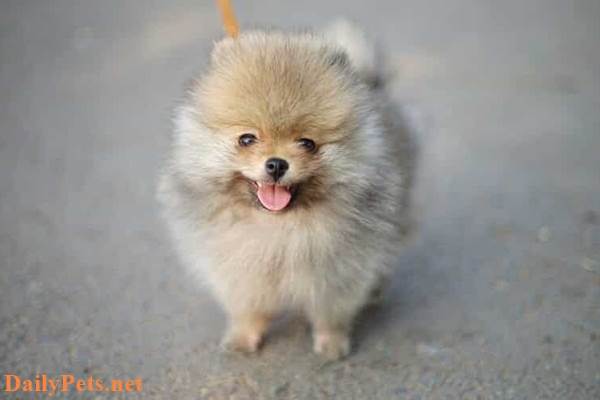 Pomeranian Dog breed - Origin, Characteristic, Personality, Care
