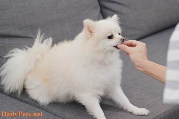 Pomeranian Dog breed - Origin, Characteristic, Personality, Care