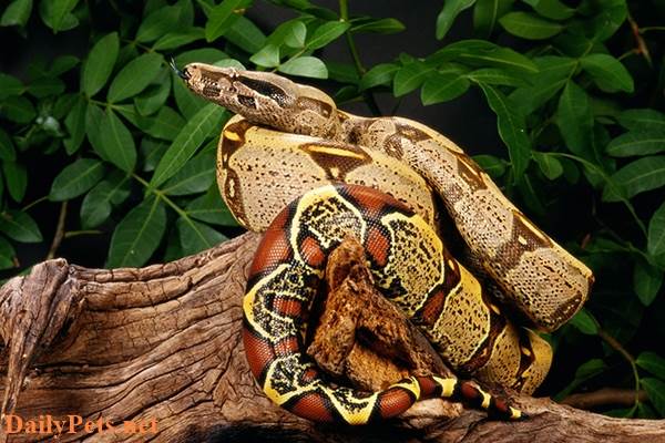 Red-Tailed Boa python.