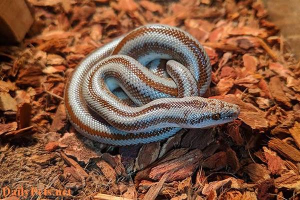 Rosy Boa python.