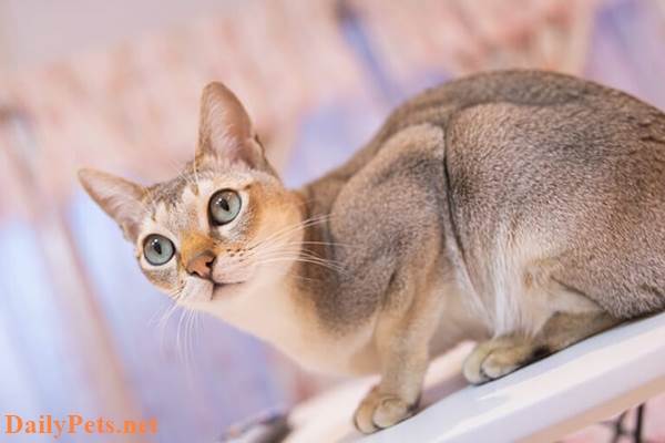 Singapura Cat breed - Origin, Characteristic, Personality, Care