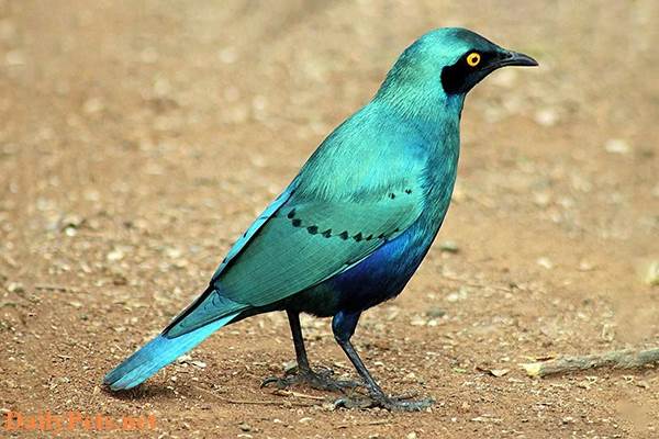 A Blue Starling.