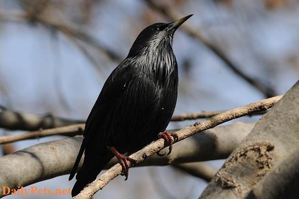 A Black Starling.