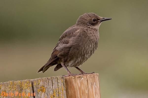 A Brown Starling.