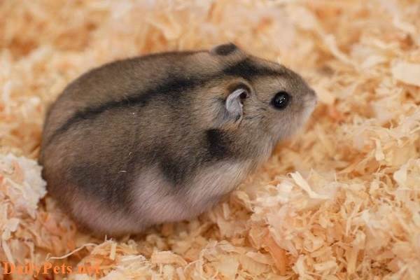 The most adorable and easy-to-raise hamster breeds today