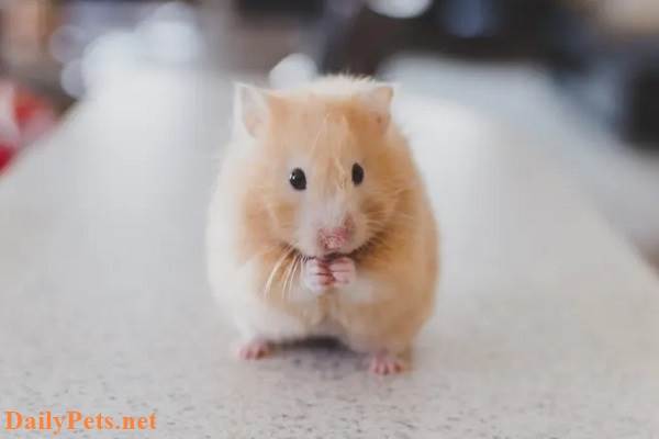 The most adorable and easy-to-raise hamster breeds today