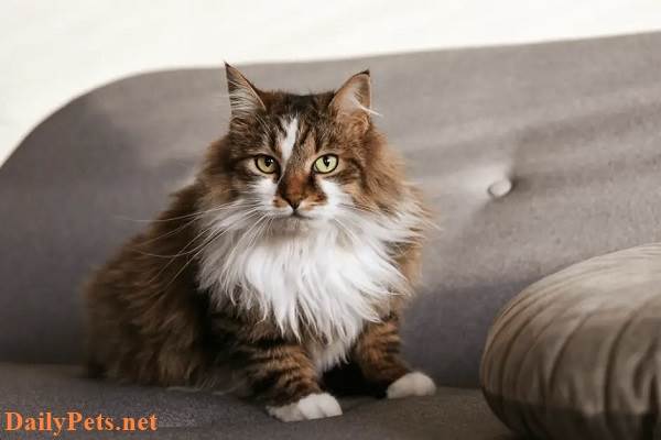 Top 10 heaviest cats in the world