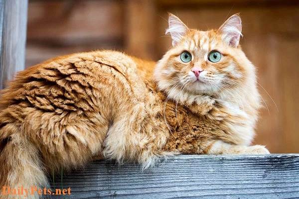 Top 10 heaviest cats in the world