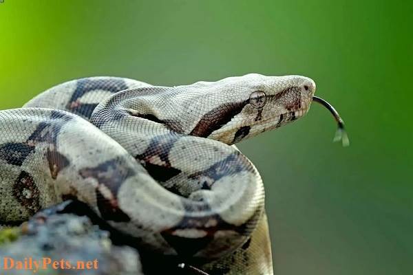 Top 10 most popular snakes in the world