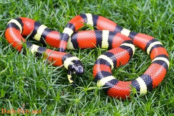 Top 10 most popular snakes in the world