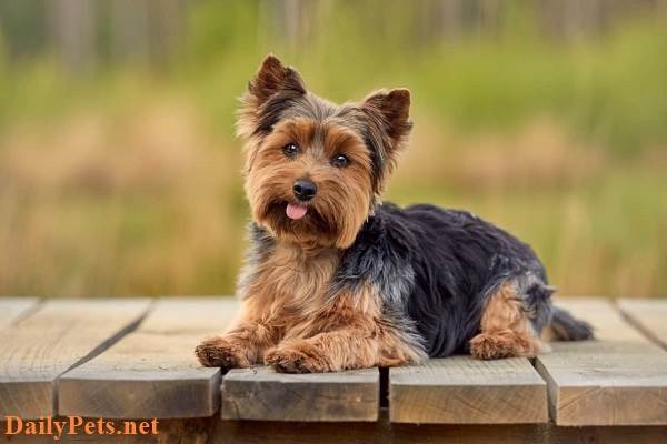 Top 10 Most Popular Super Cute Mini Dog Breeds