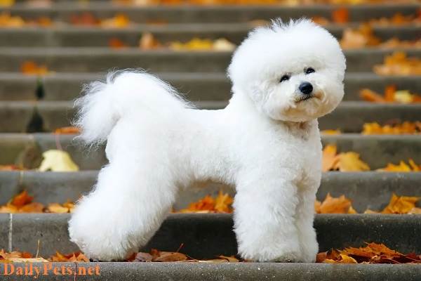 Top 10 Most Popular Super Cute Mini Dog Breeds