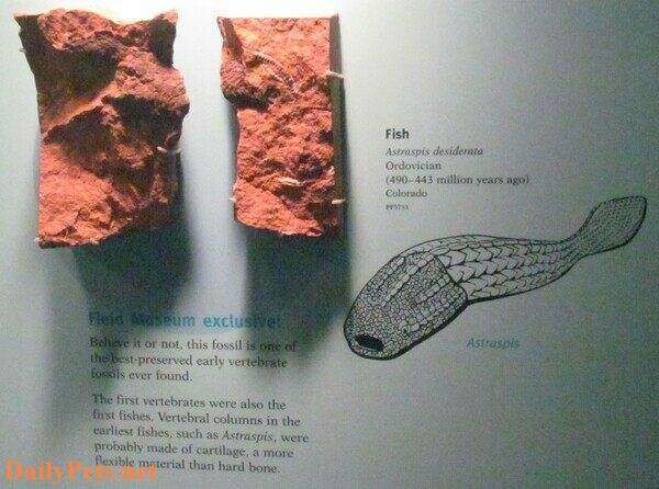 Photo of Astraspis display at the Field Museum in Chicago.