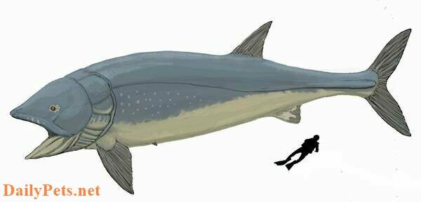 Leedsichthys problematicus was estimated to have grown up to 50 feet in length.