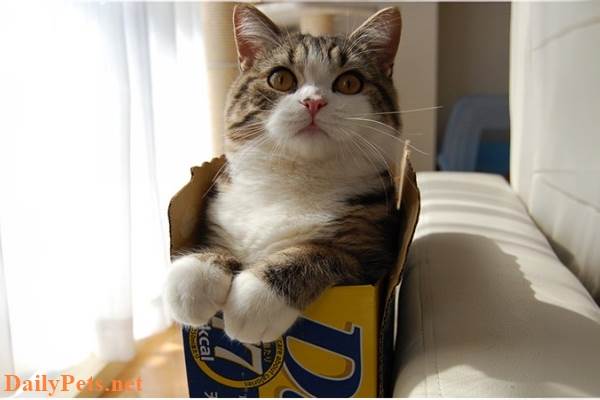 A cardboard box makes cats feel relieved.