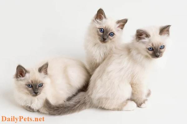 Birman Cat breed - Origin, Characteristic, Personality, Care