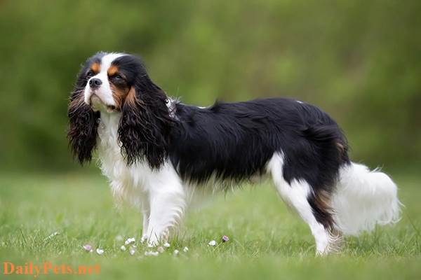 Cavalier King Charles Spaniel Dog breed - Origin, Characteristic, Personality, Care